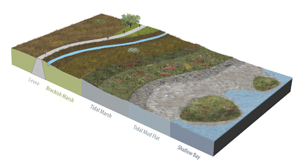 The horizontal levee concept. Original graphic by City of San Jose.