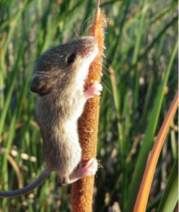 The endangered salt mouse harvest mouse thrives in marshes with mixed vegetation where it can climb to escape high tides. Image credit: CDFW
