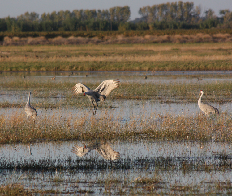Caption: Big birds like sandhill cranes may be able to adapt to climate change in the Delta by soaring to better habitat, but smaller, less mobile species may face difficulties reaching safe harbors.Image Credit: Max Eissler