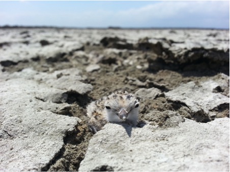 Scattering oyster shell over the nesting grounds of the western snowy plover appears to improve rates of chick survival. Image credit: Karine Tokatlian