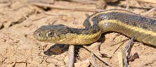 Giant Garter Snake