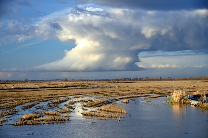 When flooded during the rainy season, the agricultural fields of the Yolo Bypass provide a place for native fish to fatten and waterfowl to rest. Image credit: Carson Jeffres