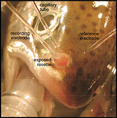 Copper Effects on Salmon Influenced by Salinity