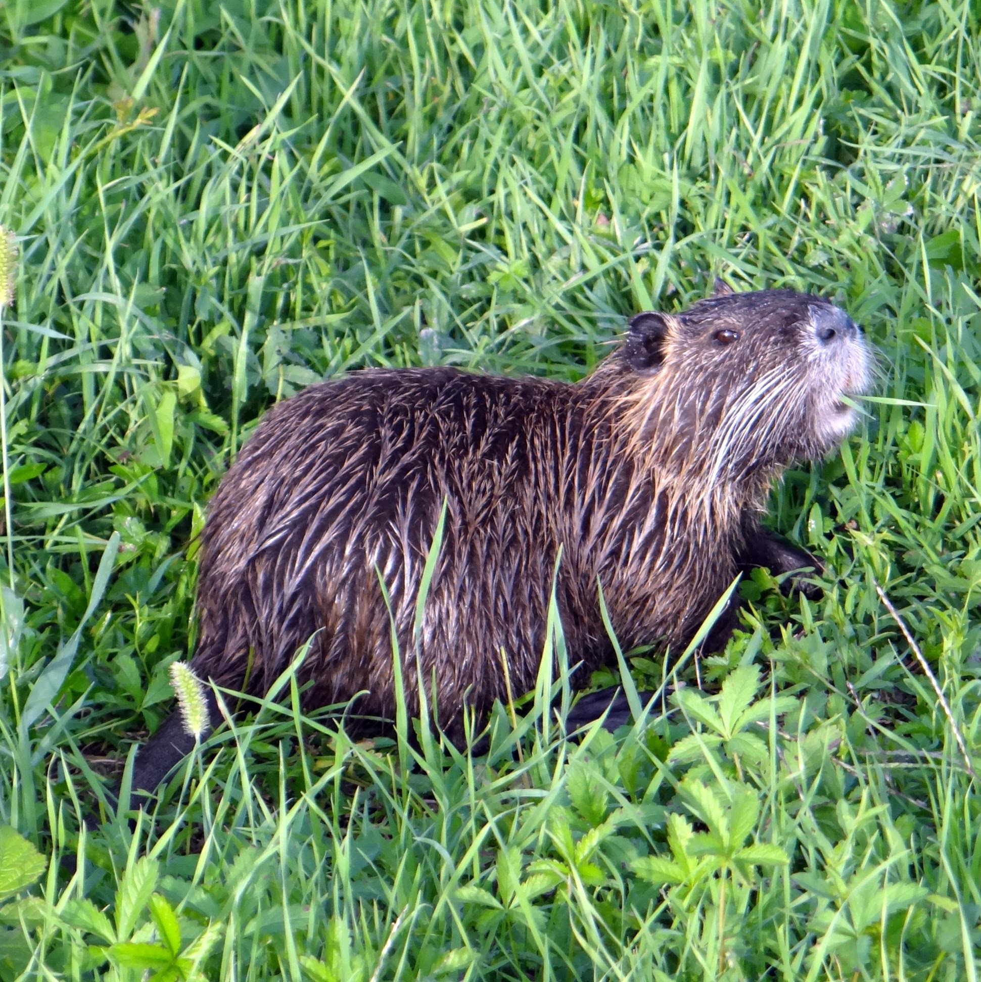 Nutria — giant South American rodents—are breeding in the San Joaquin Valley and are on the brink of invading the Delta, where they could wreak havoc, as they have done in Louisiana, Chesapeake Bay and the Pacific Northwest.