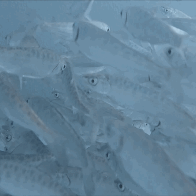 Network Listens for Passing Salmon