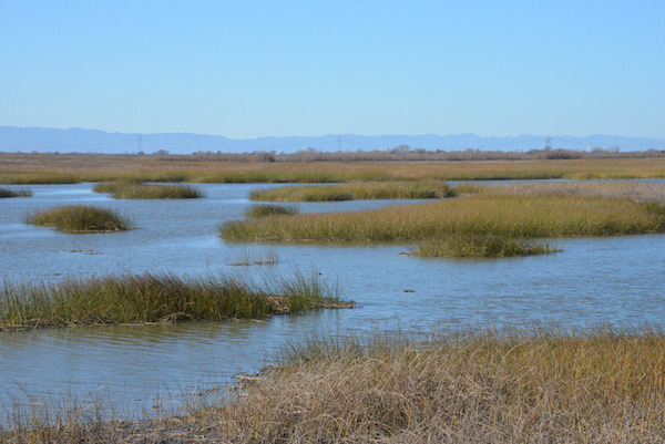 wetland landscape photo