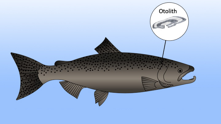 salmon drawing by Adi Khen with otolith bone