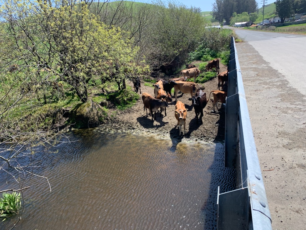 Habitat Tramplers Run Amuck – Cows Versus Creeks