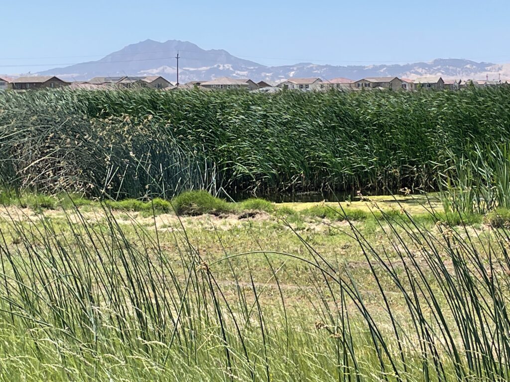 Wetlands and suburbs co-exist in the shadow of Mt. Diablo. Photo: Janet Byron