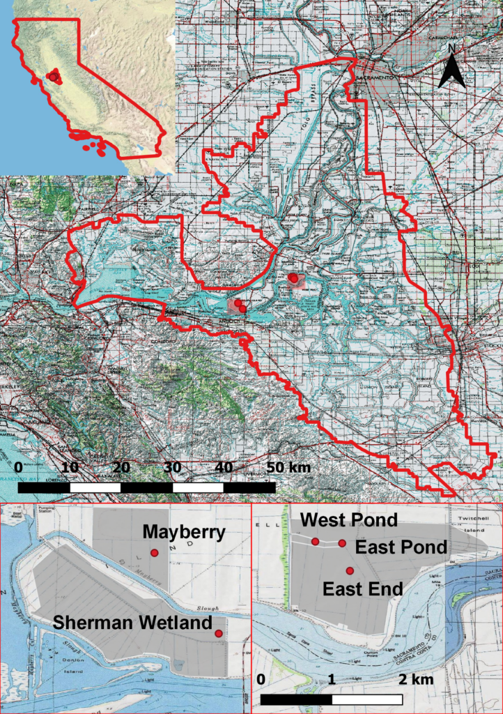 Five restored wetland sites on Sherman and Twitchell Islands in the Sacramento–San Joaquin Delta, which were analyzed by Baldocchi and colleagues in PLOS ONE, March 25, 2021. Site locations are marked (top) and enlarged (bottom) to show wetland areas (shaded grey) and instrument tower locations (red points). Courtesy: PLOS ONE
