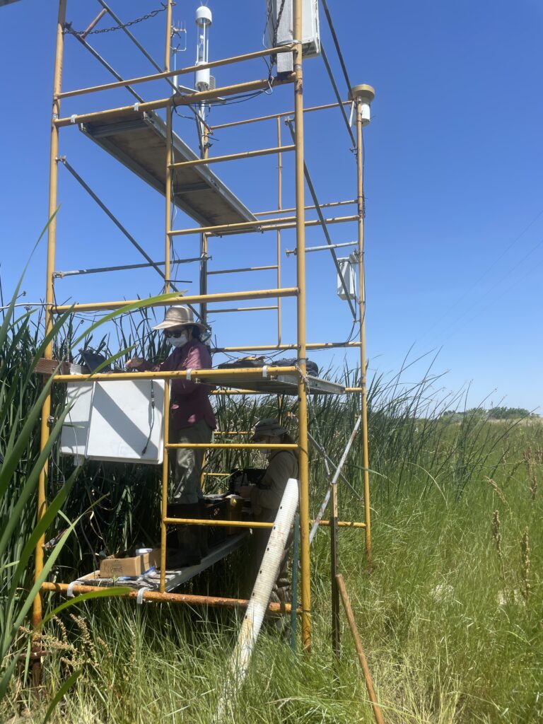 Szutu collects data on the Dutch Slough weather station. Photo: Janet Byron