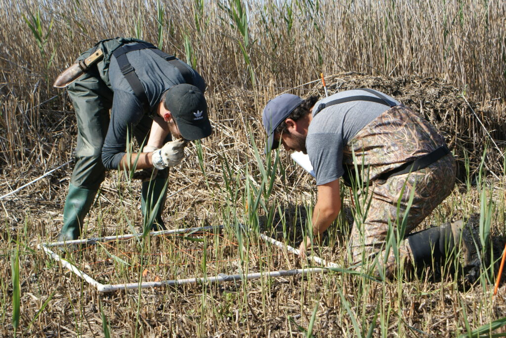 Research associates Rodkey and Hagani examine vegetation in quadrats. Photo: Michael Adamson.