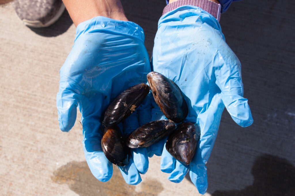 Mussels. Photo: Amy Mayer