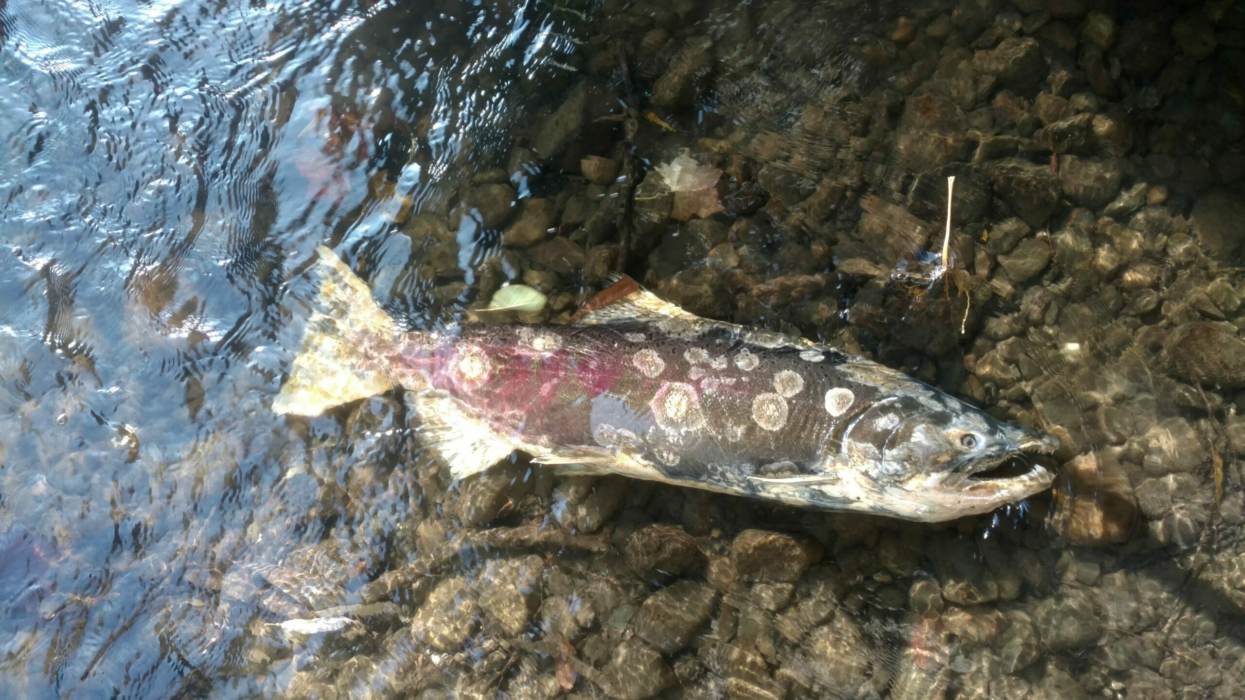 Reorienting to Salmon Recovery