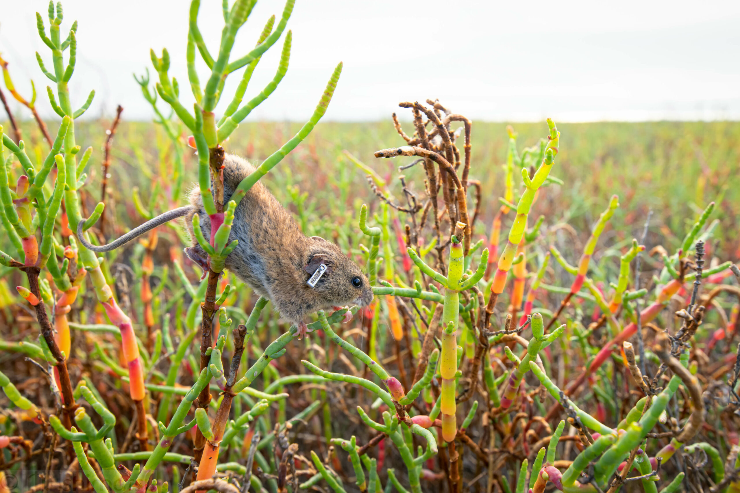 Drawings Of Salt Marsh Harvest Mouse