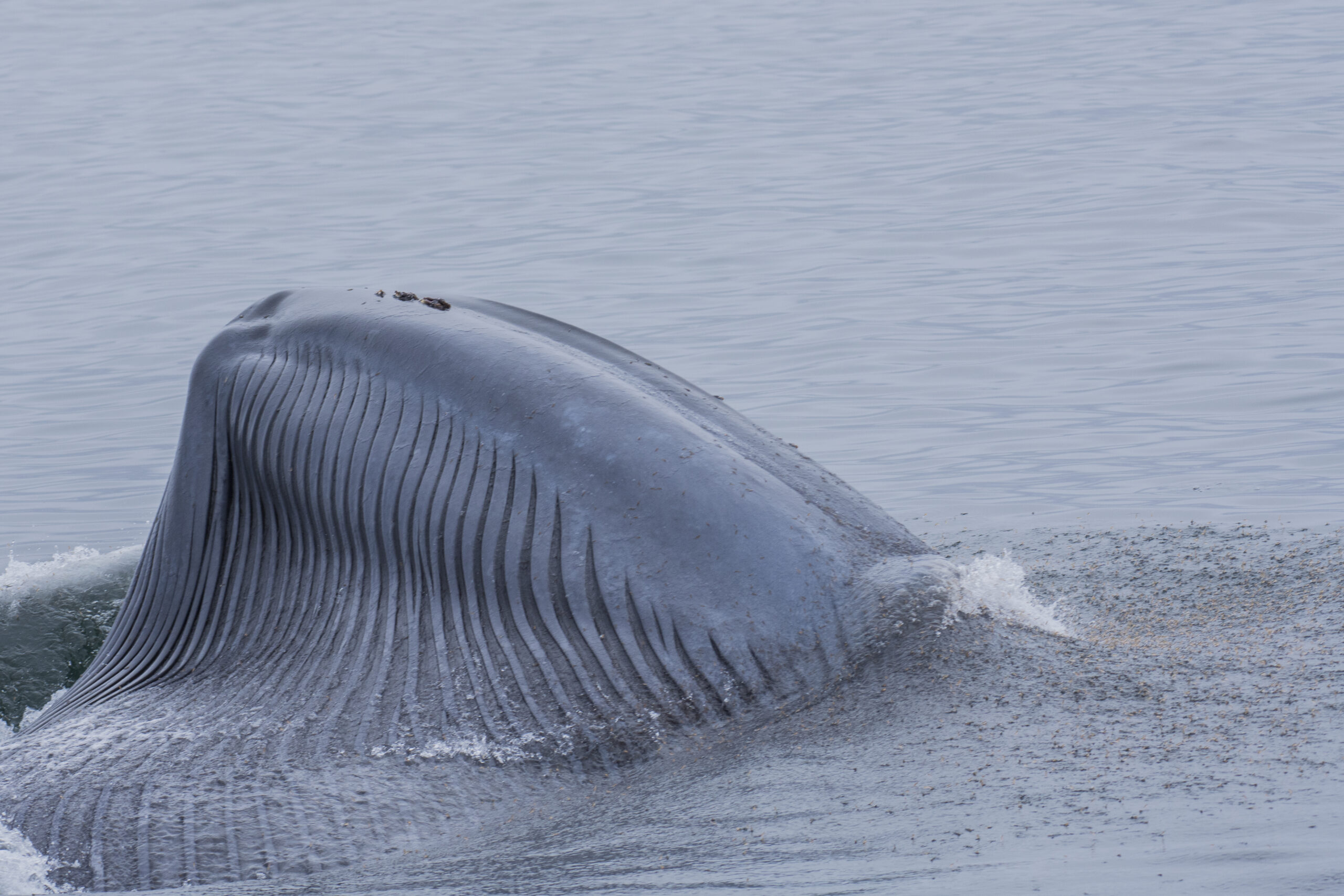 blue whale feeding