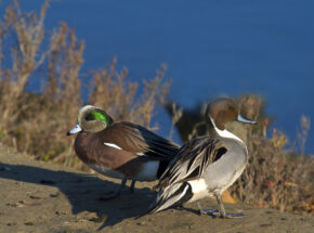 Ducks. Photo: Rick Lewis