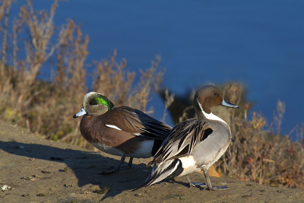 Ducks. Photo: Rick Lewis