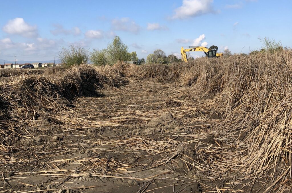 Site clearing work at Dutch Slough, one of the longest ongoing restoration projects in the Delta . Photo: Katherine Bandy