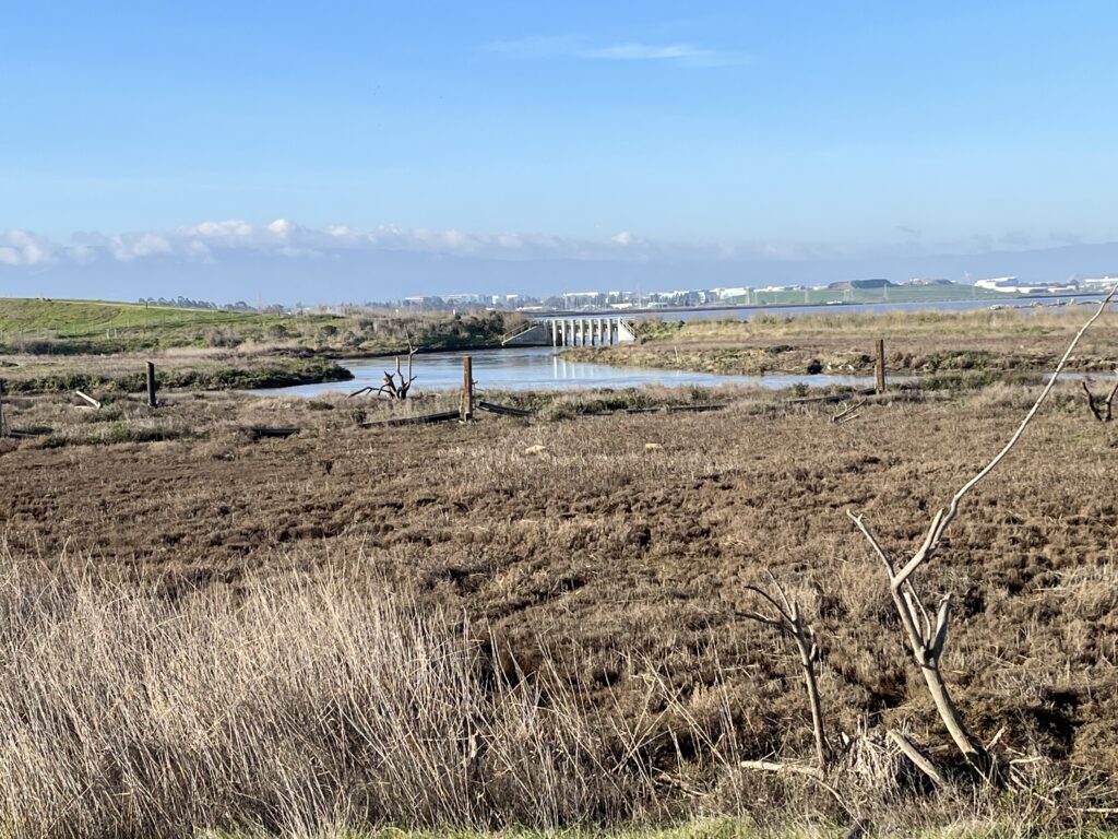 Alviso ponds with A8 "notch" in the distance. The notch (a 40-foot opening) was installed during the restoration phase to allow re-closing if legacy mercury in those ponds became a problem, or if steelhead smolts became entrained. Neither proved problematic, and since 2017 the gates have been left wide open. Photo: John Hart
