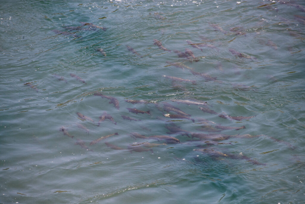 Drone footage of salmon struggling in warm water near Shasta Dam in 2021. Photo: Cole