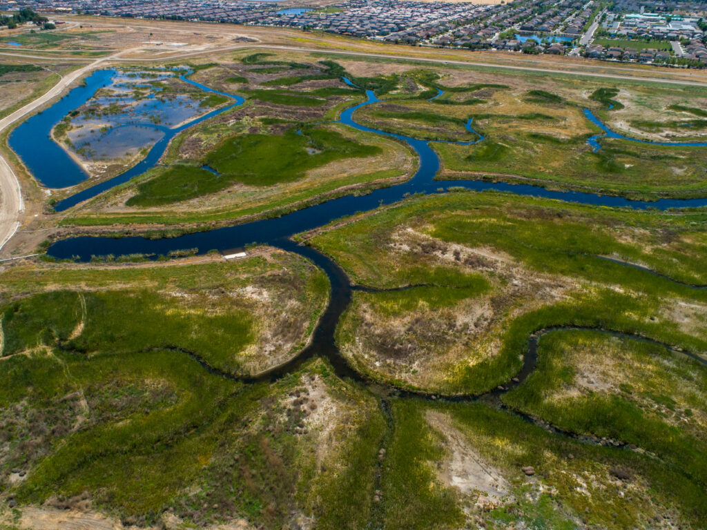 The Dutch Slough tidal marsh restoration project site, pictured here in 2021, is restoring 1,187 acres into a tidal marsh to provide habitat for salmon and other native fish and wildlife. Photo: Jonathan Wong, DWR