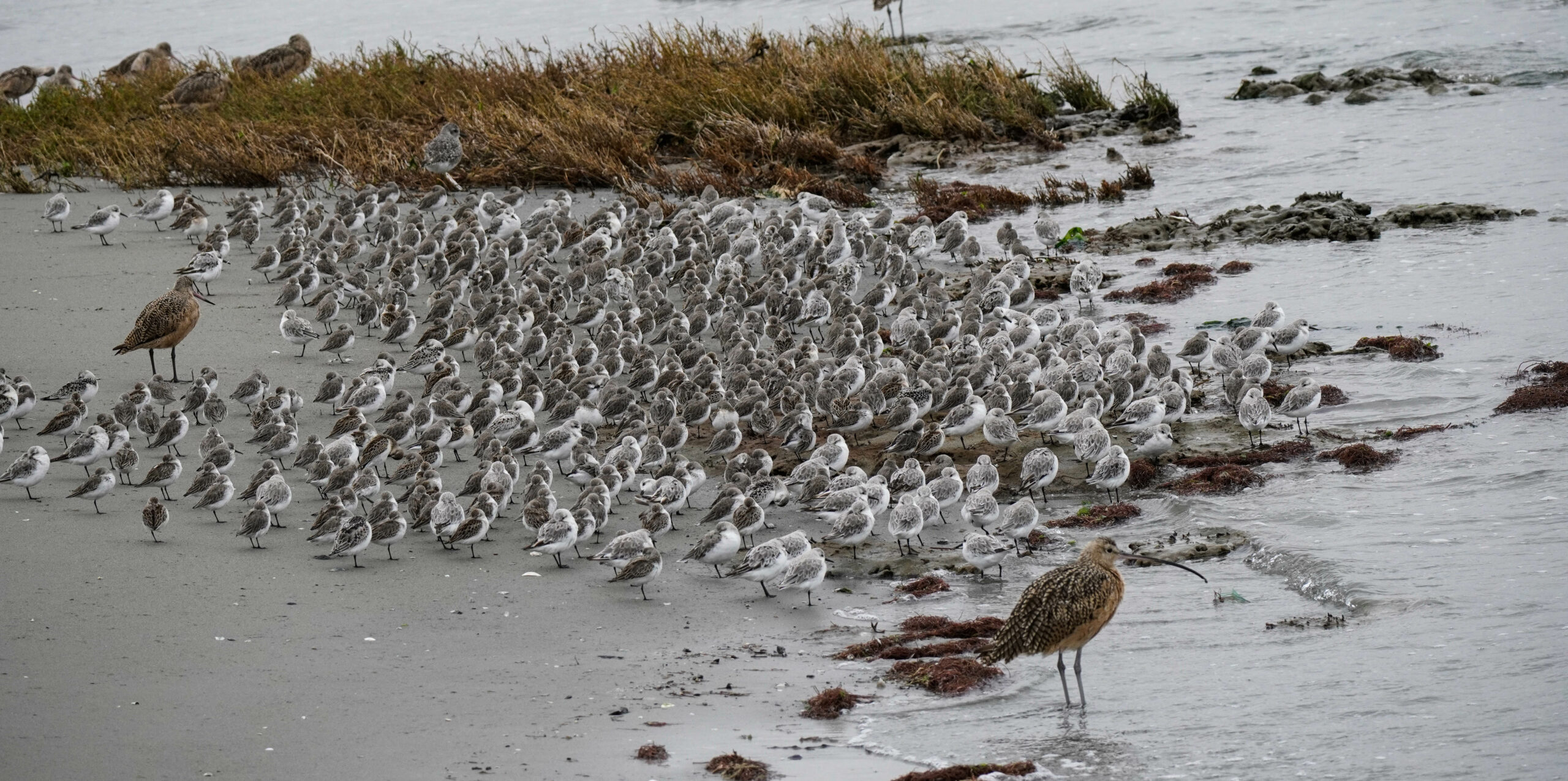 Shorebirds-on-1-restored-habitat_U.S.-Geological-Survey_William-Chan