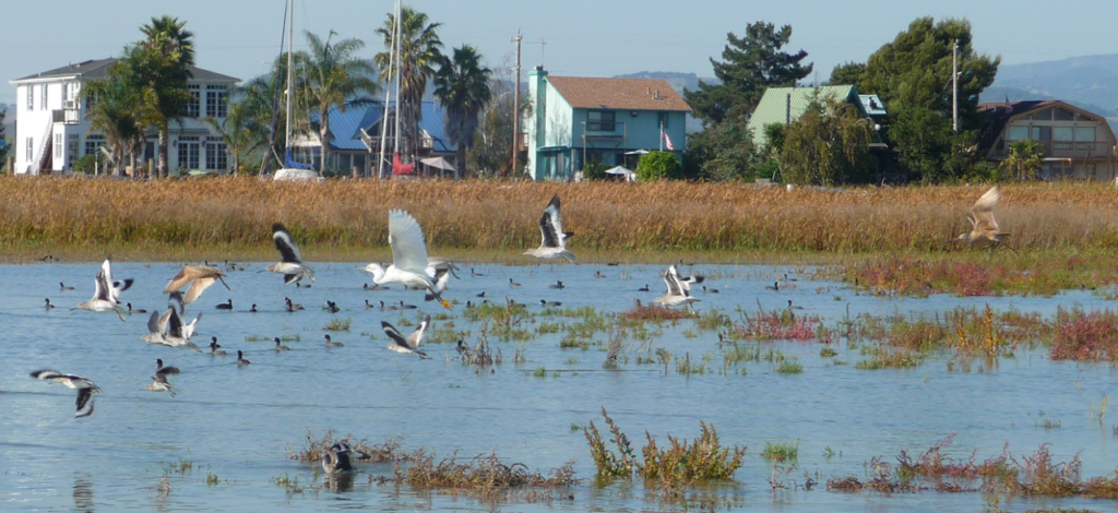 Waterbirds and the Napa-Sonoma Marshes wildlife area. Photo: USGS