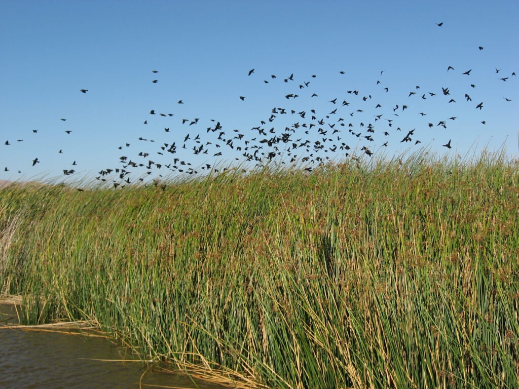 Blackbirds over freshwater tule marsh in the Delta. Photo: Amber Manfree
