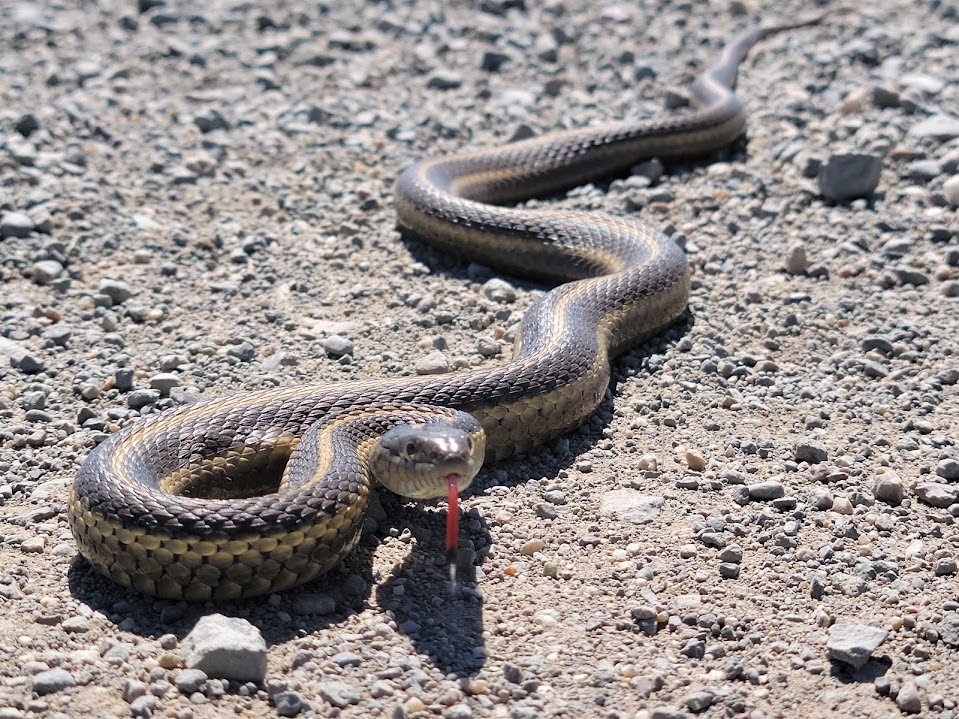 Giant garter snake in public road. Photo: EIP/Bill Arnerich