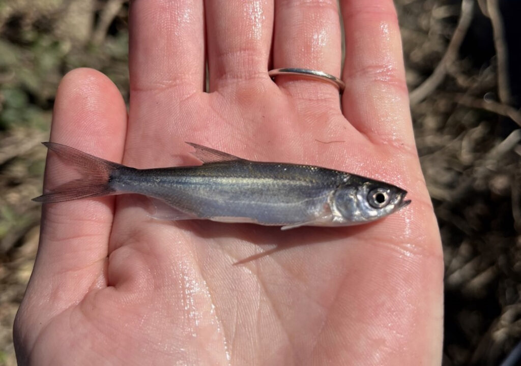 Small hitch caught during Tribal sampling efforts along Kelsey creek in spring 2022. Photo: Alix Tyler.
